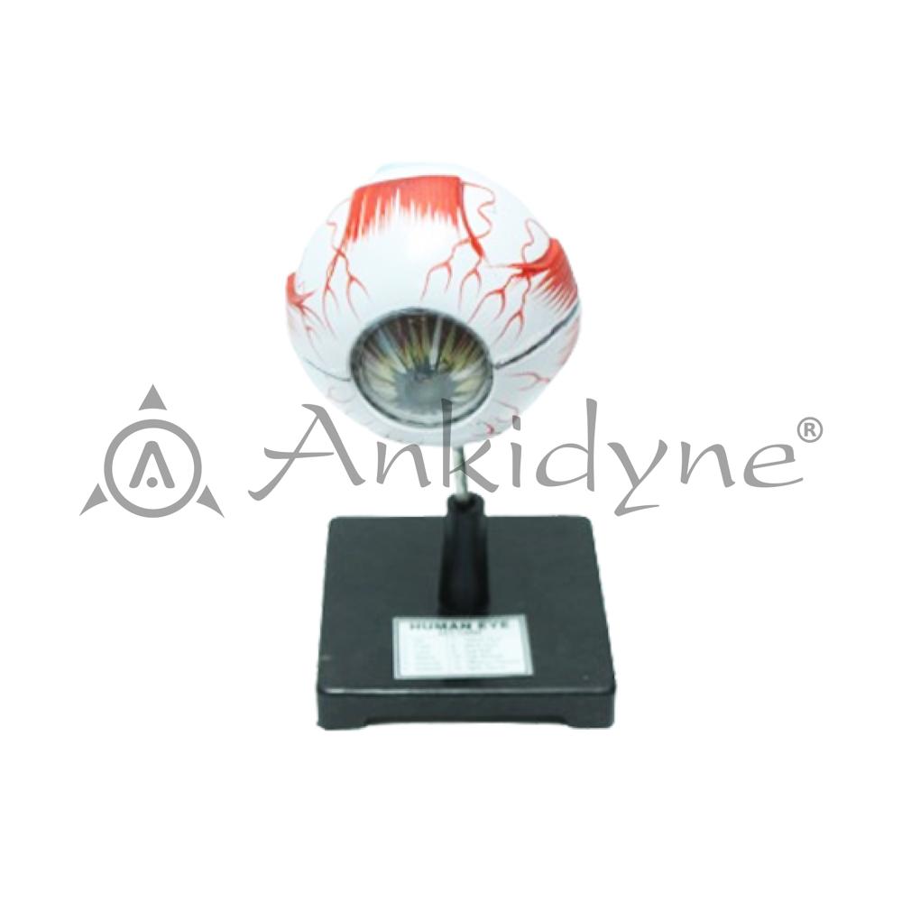 Human Eye with Orbit