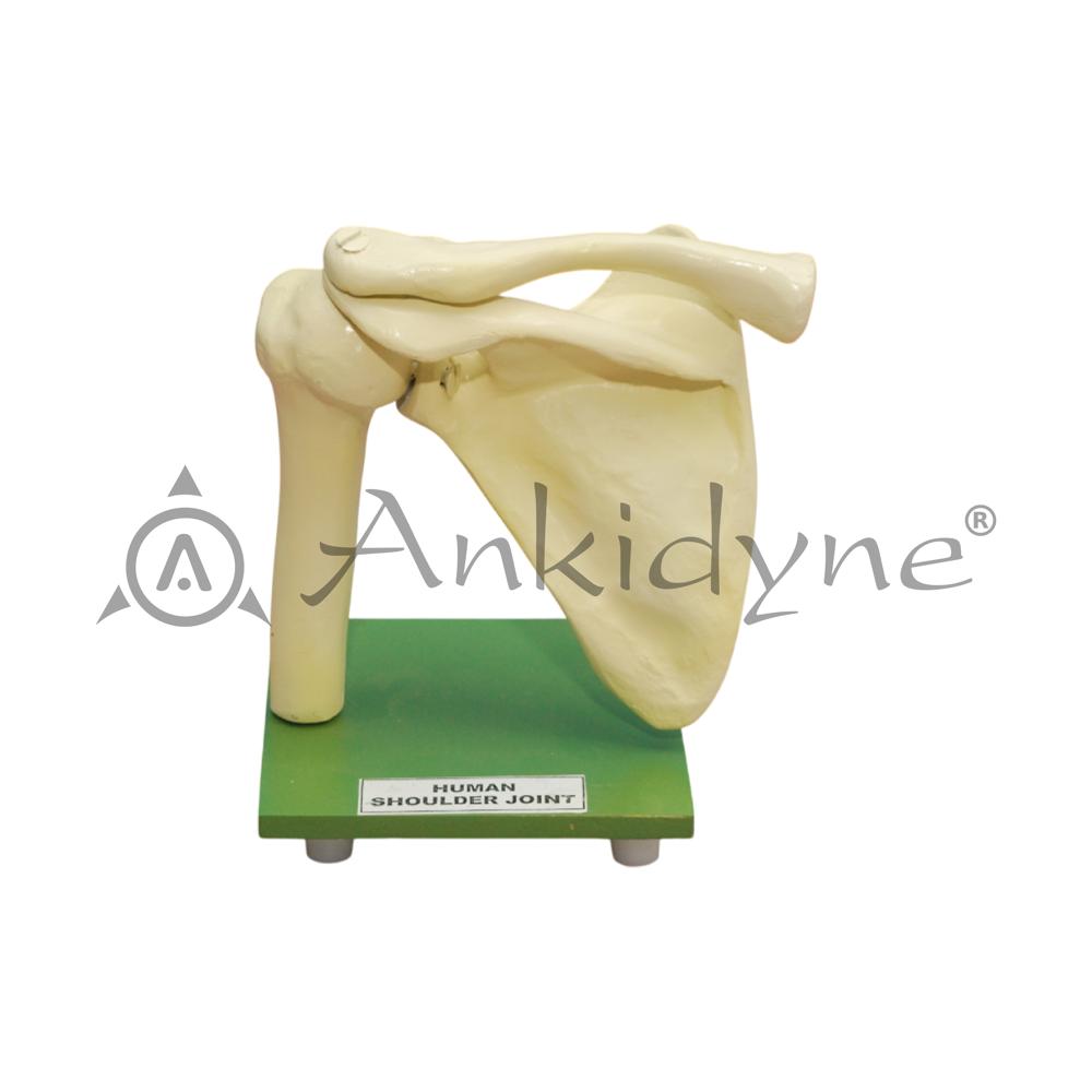 Human Joints Models