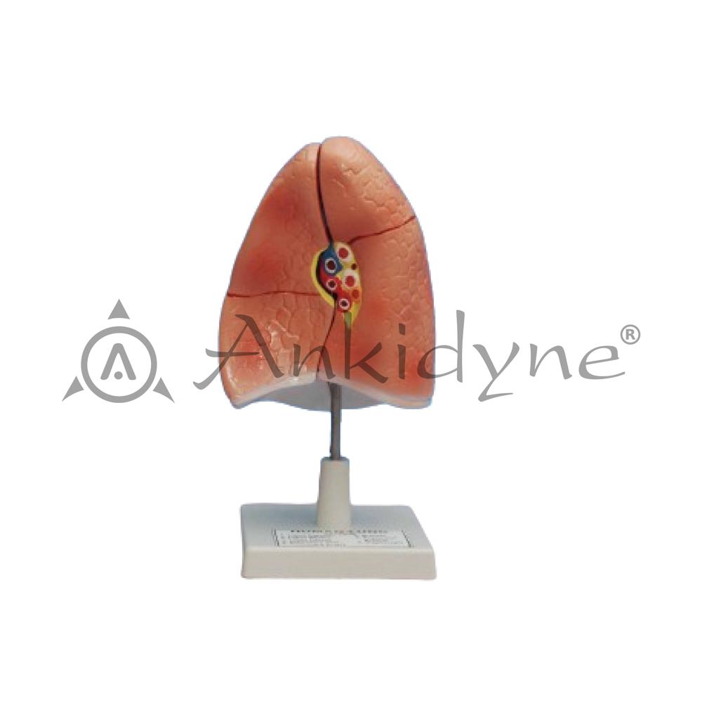 Human Lungs Model