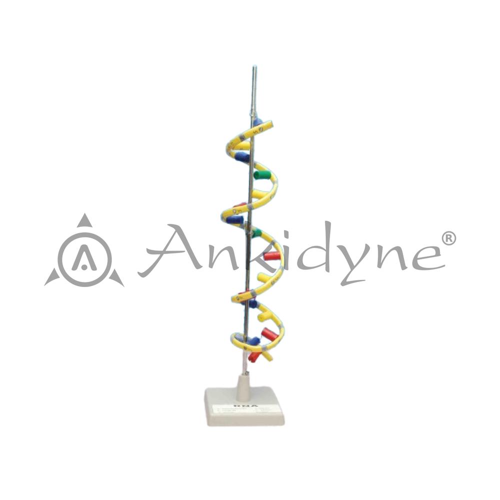 RNA on Stand Model