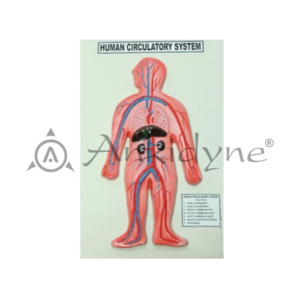 Human Circulatory System Model
