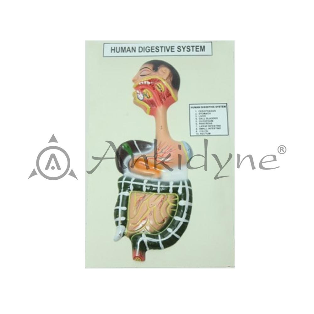 Human Digestive System Model