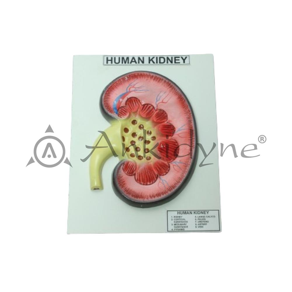 Human Kidney Model
