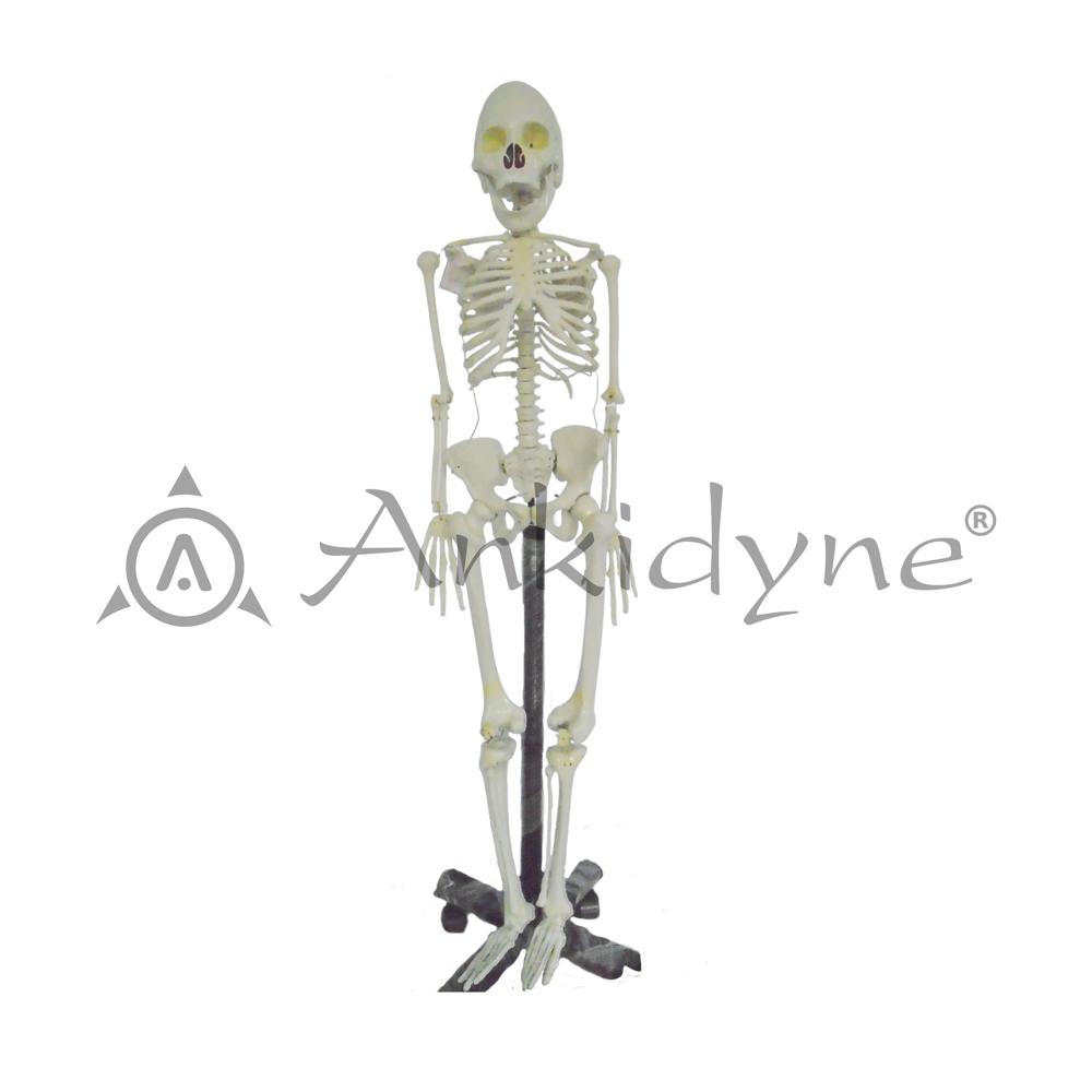 Human Skeleton on Stand