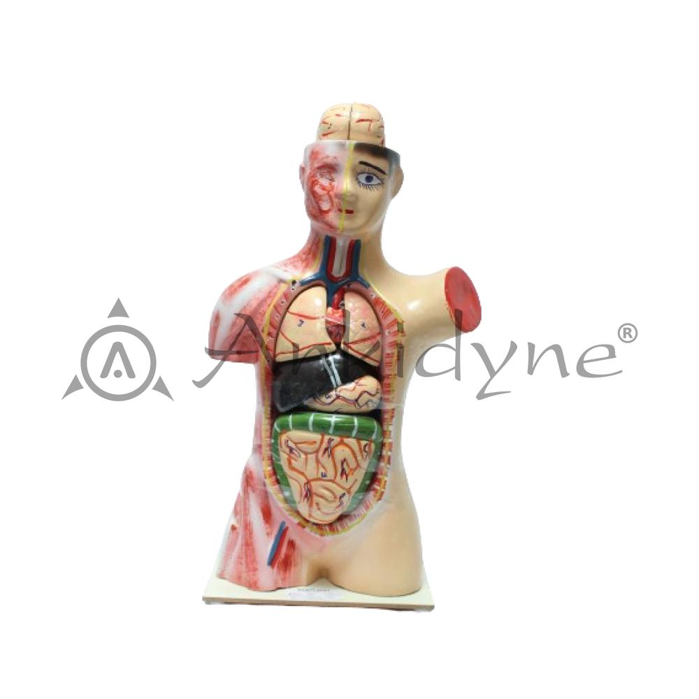 Human Torso Model
