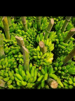 Fresh fruits