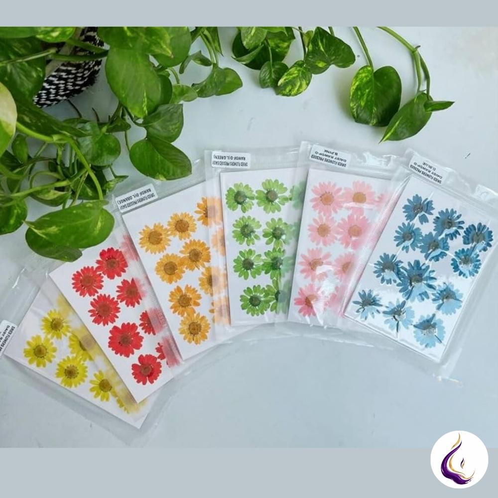 Pressed Daisy Flower Sheet - Color: Mixed