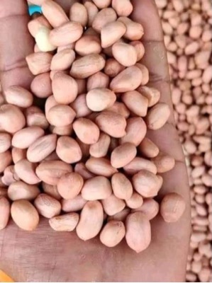Groundnut peanut
