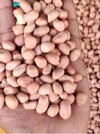 Groundnut peanut