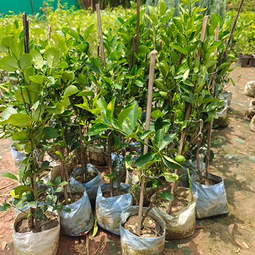 Desi Kagzi Nimbu