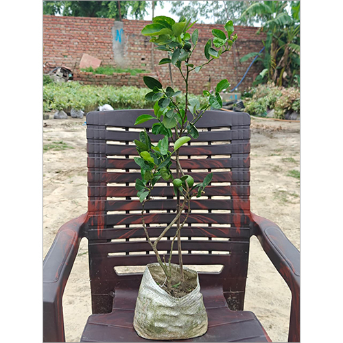 Desi Kagzi Nimbu