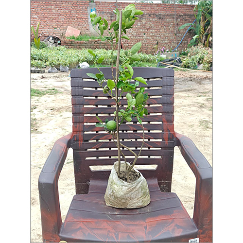 Desi Kagzi Nimbu