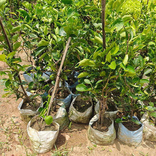 Desi Kagzi Nimbu
