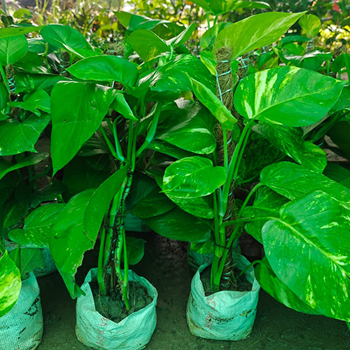 Money Plant