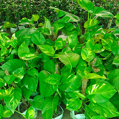 Money Plant