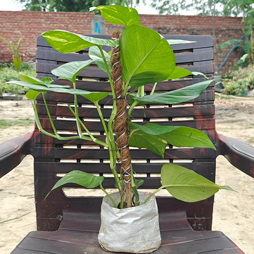 Money Plant