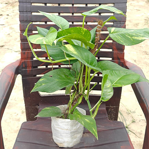 Money Plant