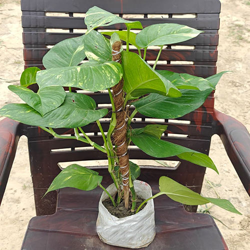 Money Plant