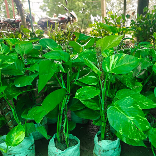 Money Plant
