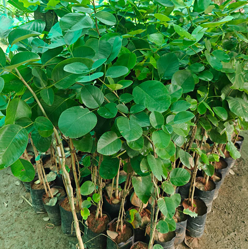 Red Sandalwood Plant