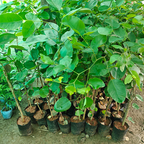 Red Sandalwood Plant