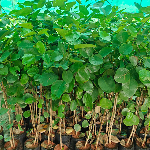 Red Sandalwood Plant