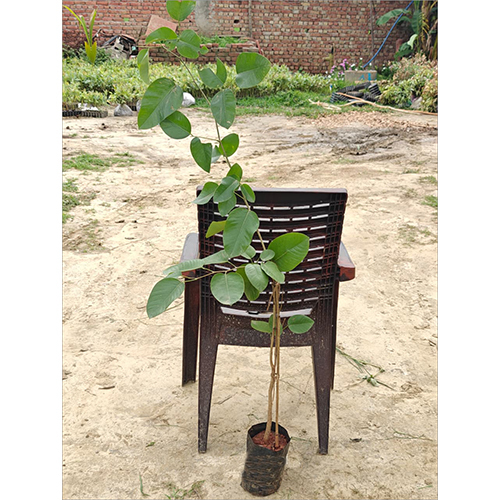 Red Sandalwood Plant
