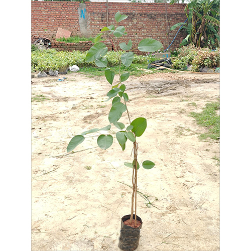Red Sandalwood Plant