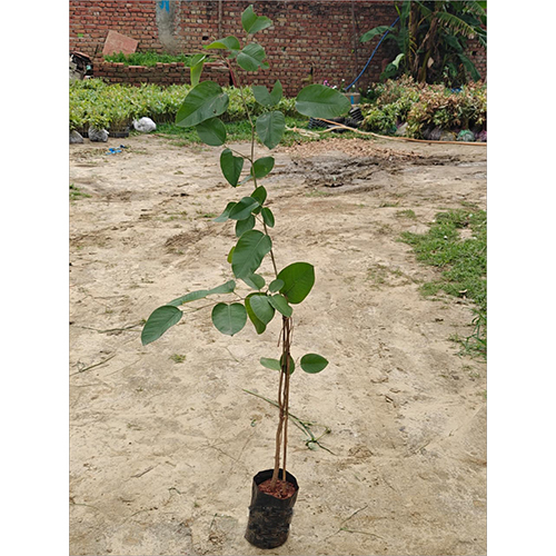 Red Sandalwood Plant