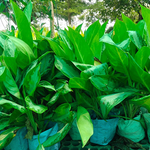 Chinese Evergreen
