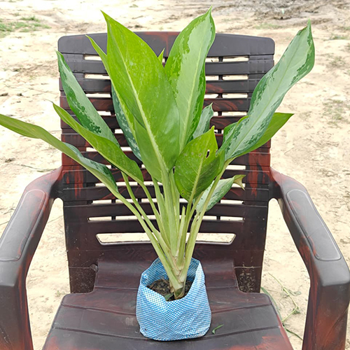 Chinese Evergreen