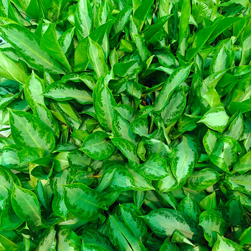 Chinese Evergreen