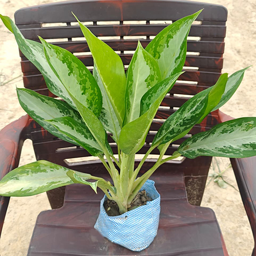 Chinese Evergreen