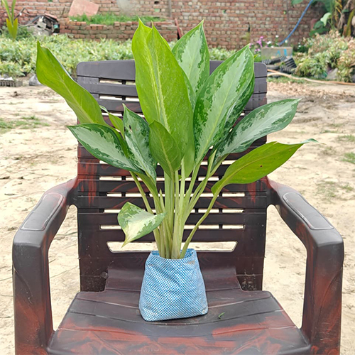 Chinese Evergreen