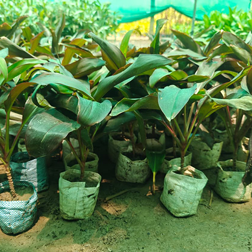 Dracaena Rosea Plant