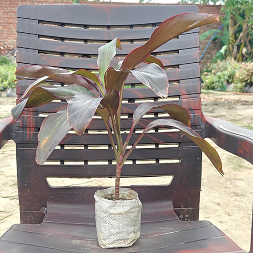 Dracaena Rosea Plant