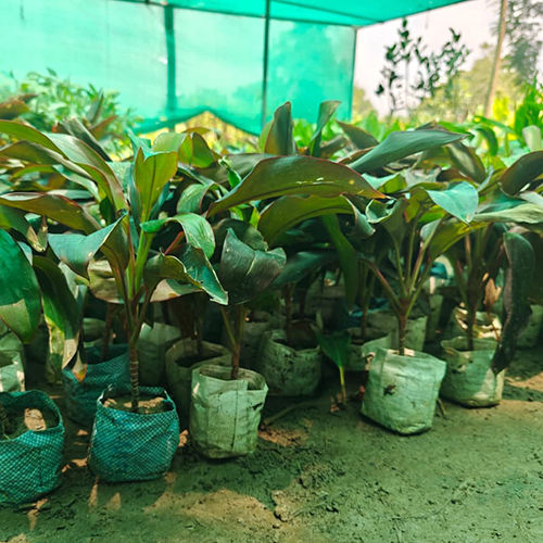 Dracaena Rosea Plant