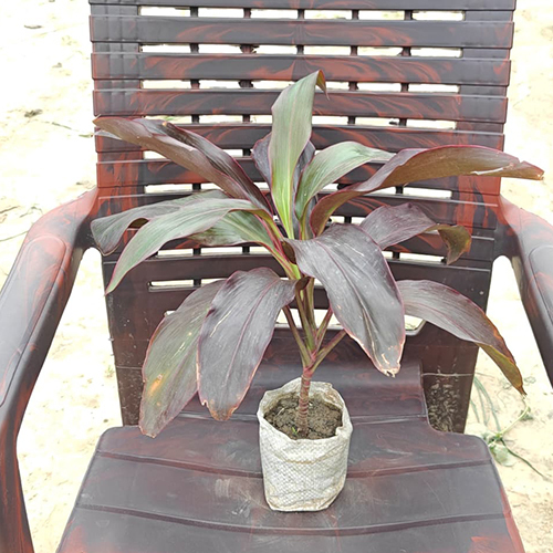 Dracaena Rosea Plant