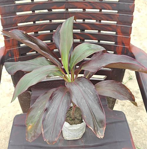 Dracaena Rosea Plant