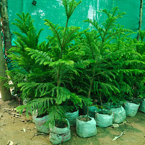 Christmas Tree Plant