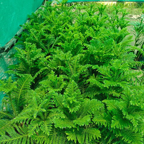 Christmas Tree Plant