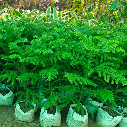 Christmas Tree Plant
