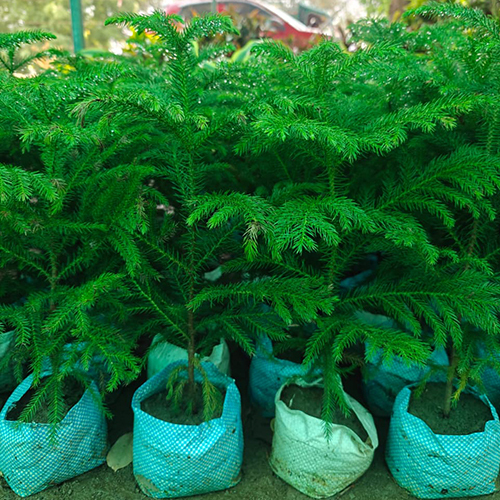 Christmas Tree Plant