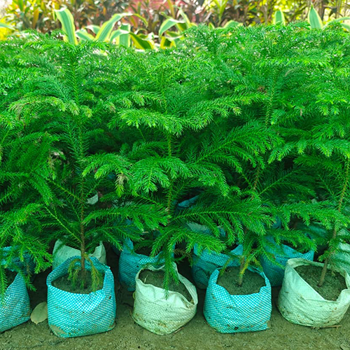 Christmas Tree Plant