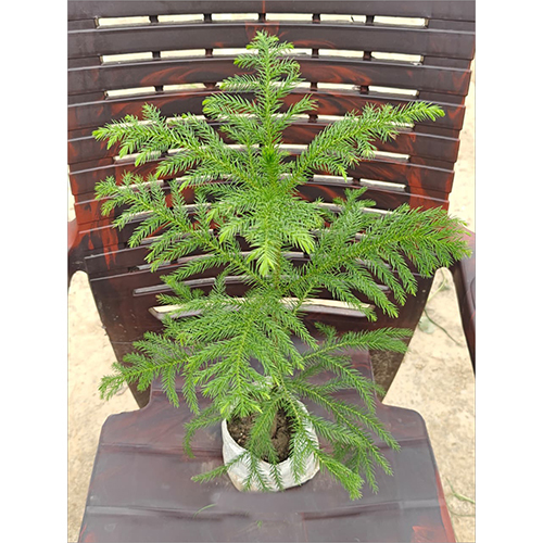 Christmas Tree Plant