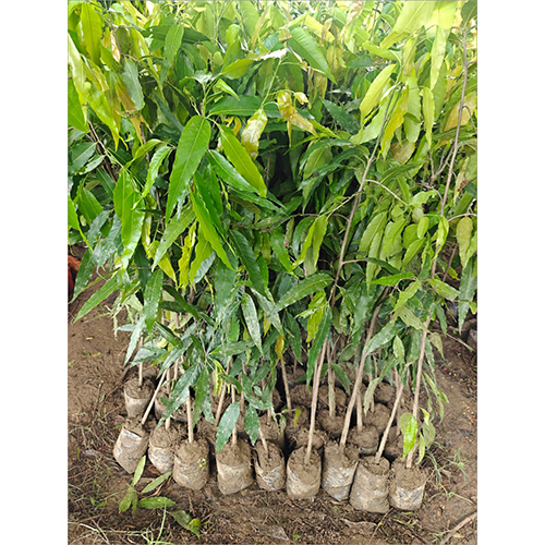 Mango Tree