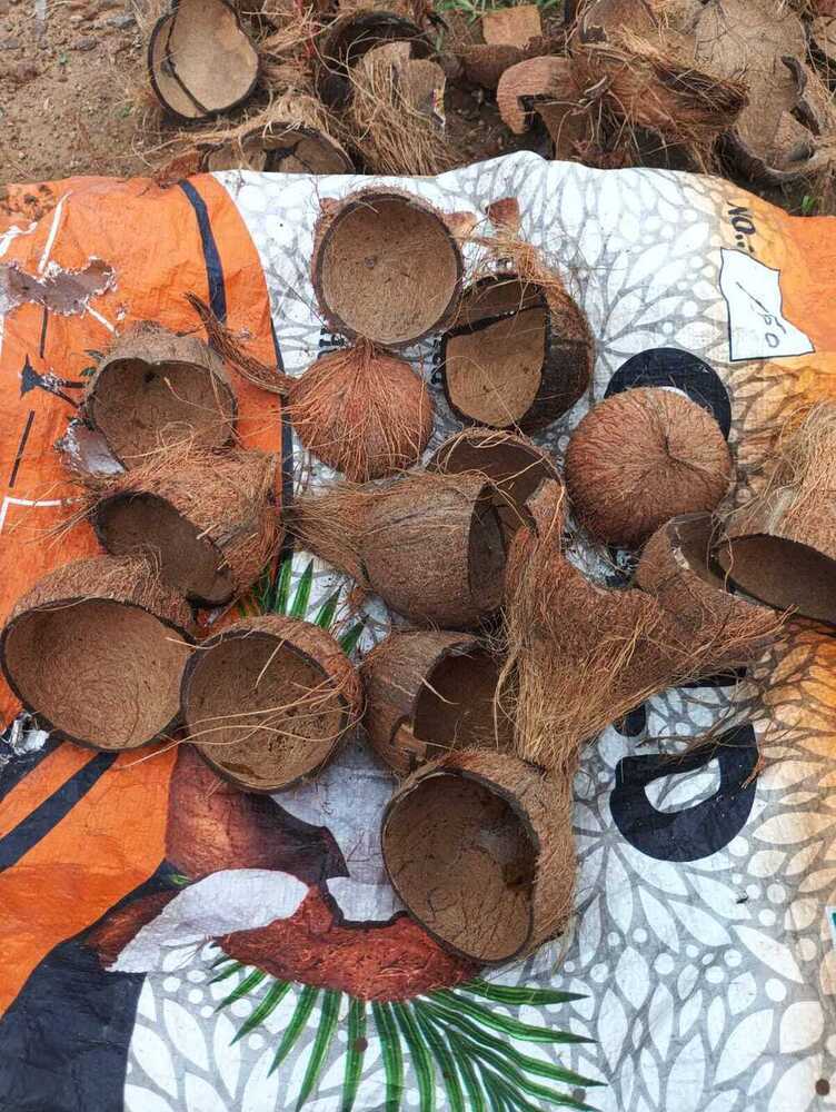 Dense Coconut Shell - Color: Natural Brown