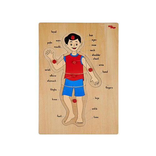 Body Parts Puzzle