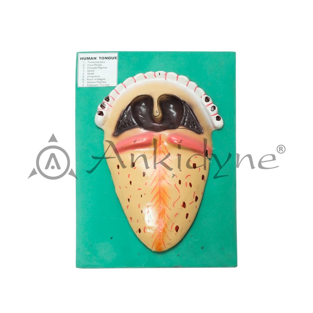 Teeth with Tongue Model
