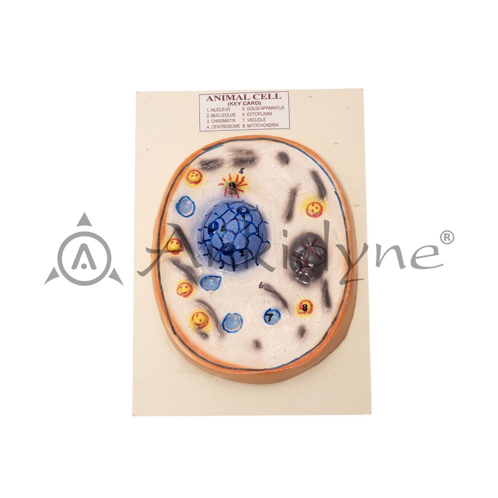 Animal Cell Model